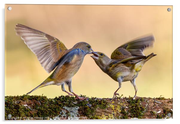 Squabbling greenfinches Acrylic by Thomas Herzog