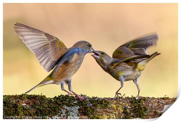 Squabbling greenfinches Print by Thomas Herzog