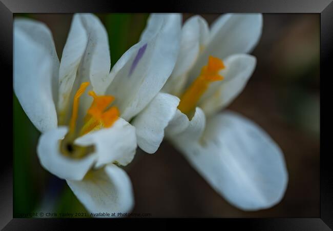 A close up of white crocus flowers growing wild in rural Norfolk Framed Print by Chris Yaxley