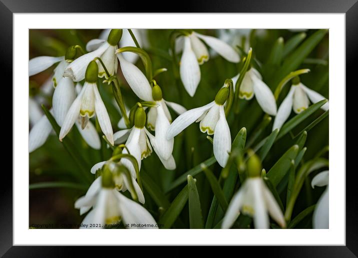 A close up of wild snowdrops growing in the Norfolk countryside Framed Mounted Print by Chris Yaxley