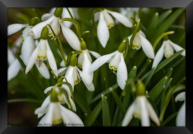 A close up of wild snowdrops growing in the Norfolk countryside Framed Print by Chris Yaxley
