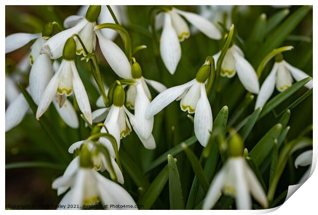 A close up of wild snowdrops growing in the Norfolk countryside Print by Chris Yaxley