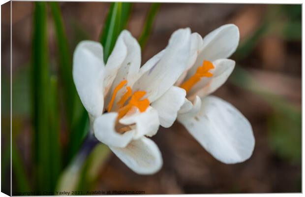 A close up of white crocus flowers growing wild in rural Norfolk Canvas Print by Chris Yaxley