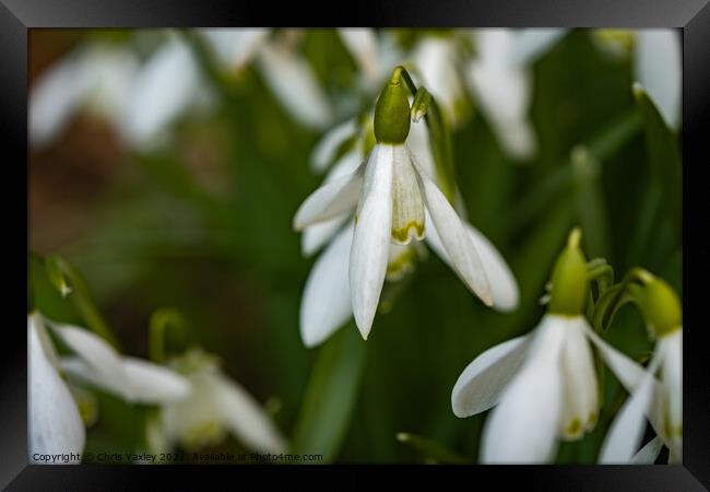 A close up of wild snowdrops growing in the Norfolk countryside Framed Print by Chris Yaxley