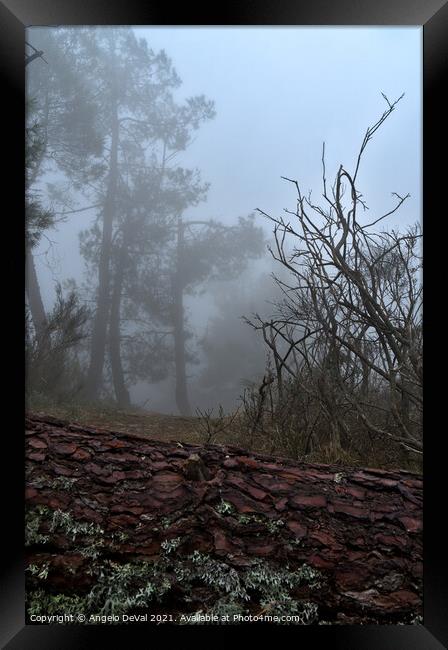 Forest and fog in Serra da Estrela 2 Framed Print by Angelo DeVal