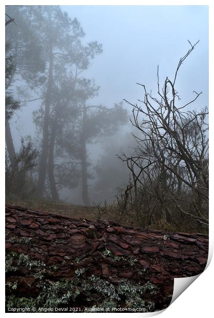 Forest and fog in Serra da Estrela 2 Print by Angelo DeVal