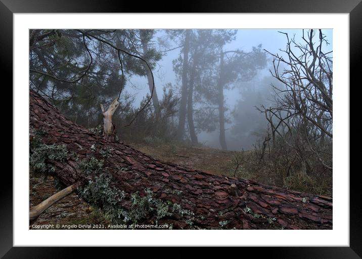 Forest and fog in Serra da Estrela Framed Mounted Print by Angelo DeVal
