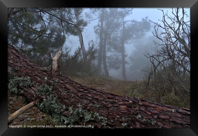 Forest and fog in Serra da Estrela Framed Print by Angelo DeVal