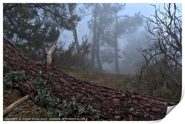 Forest and fog in Serra da Estrela Print by Angelo DeVal