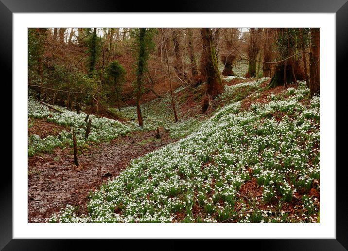 Carpet of Snowdrops in Woodland Framed Mounted Print by ANN RENFREW