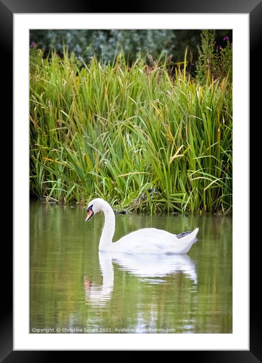Swan on Lake - Reflection Pond Abergele North Wales Bird Wildlife  Framed Mounted Print by Christine Smart
