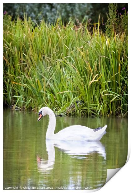 Swan on Lake - Reflection Pond Abergele North Wales Bird Wildlife  Print by Christine Smart