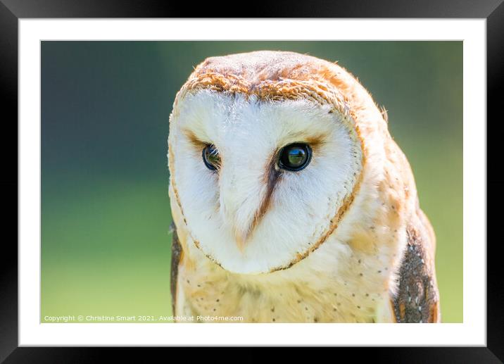 Barn Owl Portrait/Close Up Wildlife Bird/Bird of Prey North Wales Framed Mounted Print by Christine Smart
