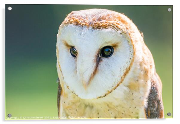 Barn Owl Portrait/Close Up Wildlife Bird/Bird of Prey North Wales Acrylic by Christine Smart