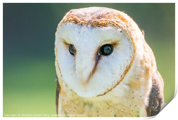 Barn Owl Portrait/Close Up Wildlife Bird/Bird of Prey North Wales Print by Christine Smart
