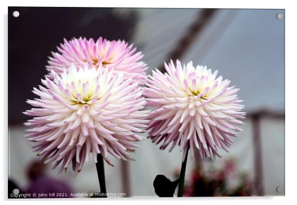 Three Dahlia flower heads Acrylic by john hill