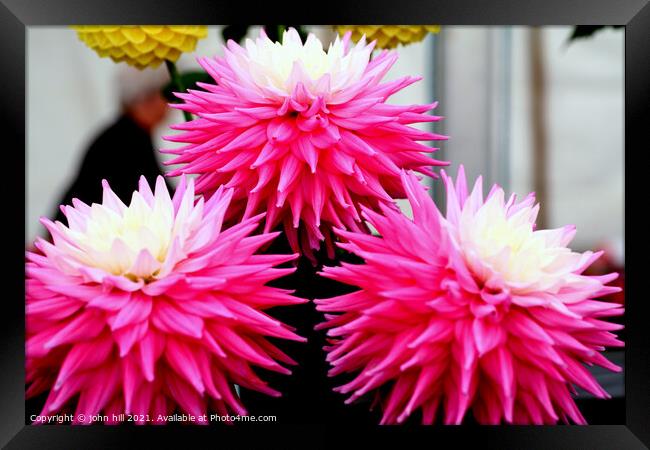 Three pink and white Dahlia flower heads. Framed Print by john hill