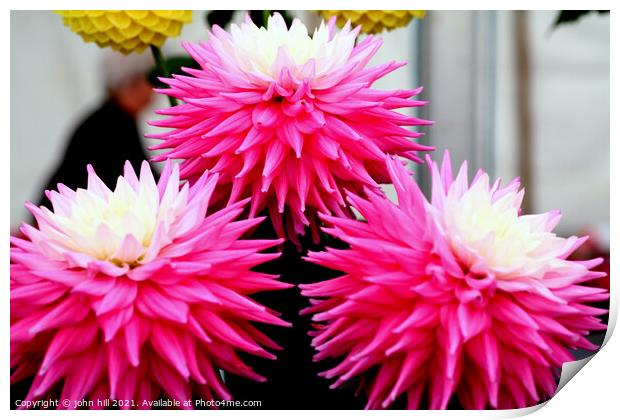 Three pink and white Dahlia flower heads. Print by john hill