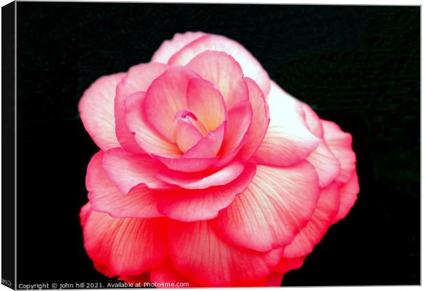 Pink Begonia flower. Canvas Print by john hill