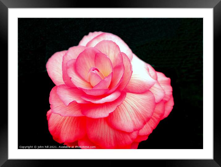 Pink Begonia flower. Framed Mounted Print by john hill