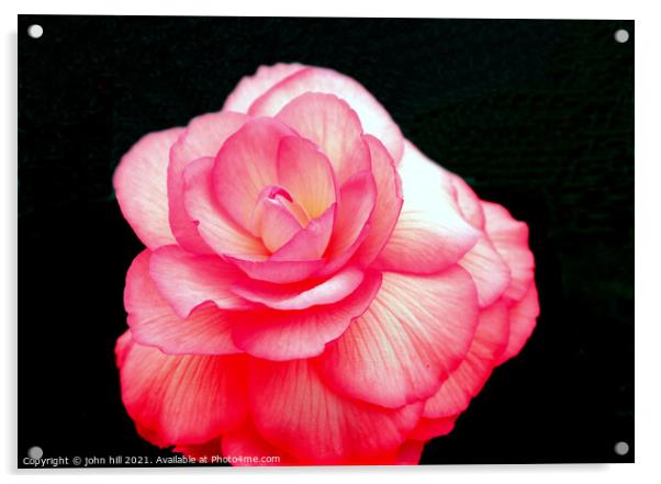 Pink Begonia flower. Acrylic by john hill