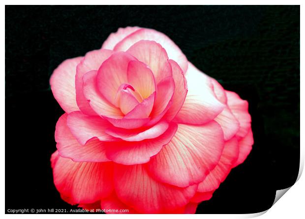 Pink Begonia flower. Print by john hill