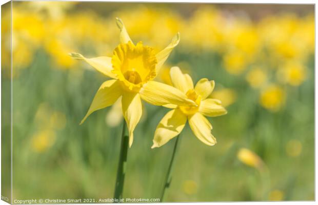 'Field of Gold' - Soft Focus Daffodil Flowers / Close Up Yellow Flower / Spring Sunshine Canvas Print by Christine Smart