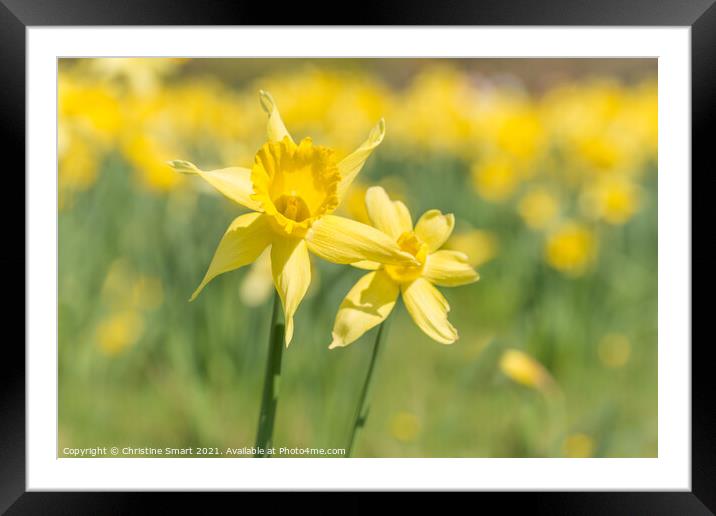 'Field of Gold' - Soft Focus Daffodil Flowers / Close Up Yellow Flower / Spring Sunshine Framed Mounted Print by Christine Smart