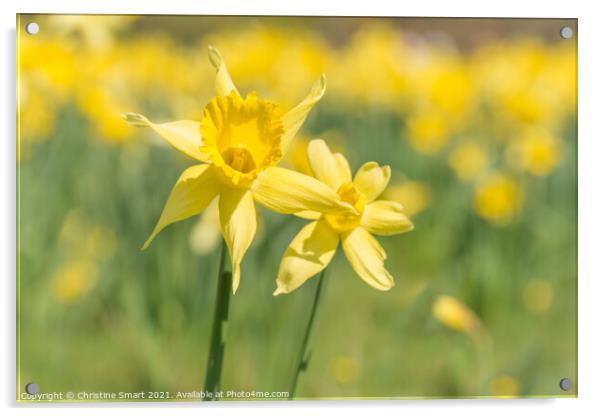 'Field of Gold' - Soft Focus Daffodil Flowers / Close Up Yellow Flower / Spring Sunshine Acrylic by Christine Smart