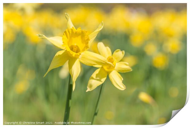 'Field of Gold' - Soft Focus Daffodil Flowers / Close Up Yellow Flower / Spring Sunshine Print by Christine Smart