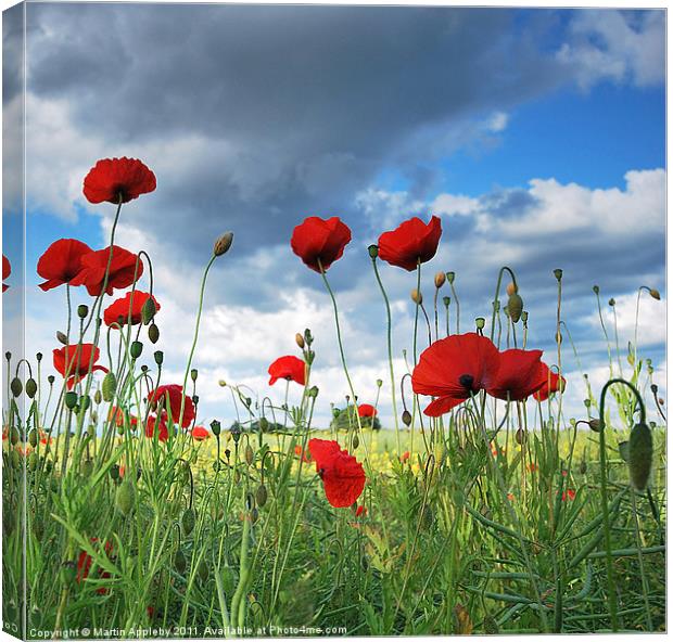 Yorkshire Poppies. Canvas Print by Martin Appleby
