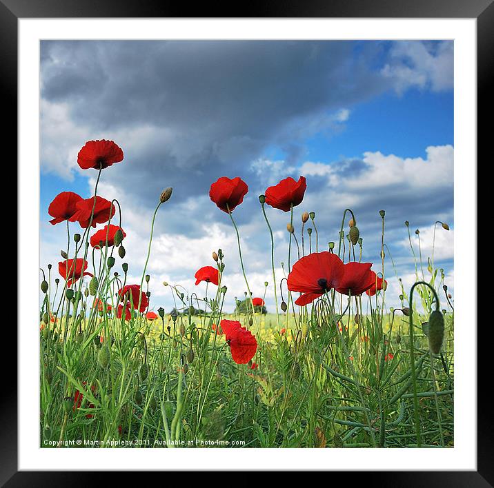 Yorkshire Poppies. Framed Mounted Print by Martin Appleby