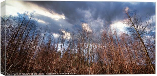 pine trees panorama, cannock chase forest Canvas Print by Stuart Chard