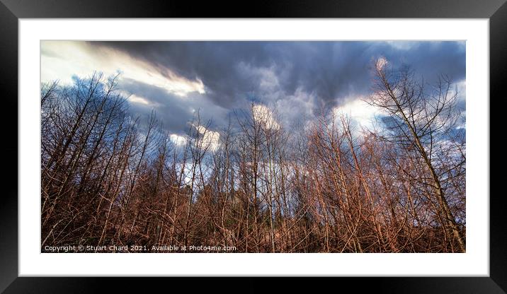 pine trees panorama, cannock chase forest Framed Mounted Print by Travel and Pixels 