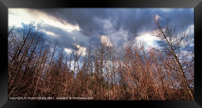 pine trees panorama, cannock chase forest Framed Print by Travel and Pixels 