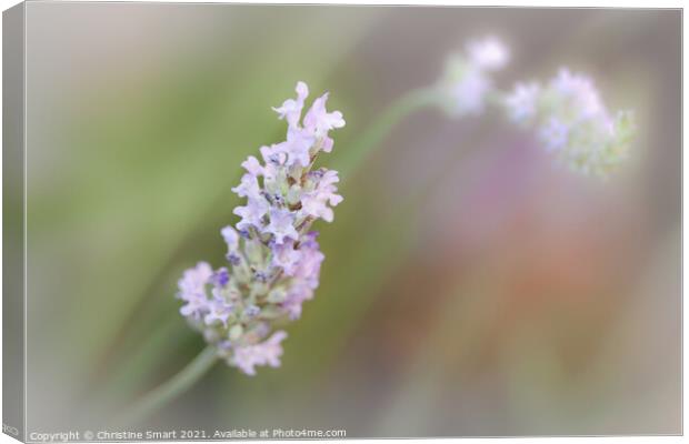 'Lavender Bloom' - Soft Focus Lavender Flowers Canvas Print by Christine Smart