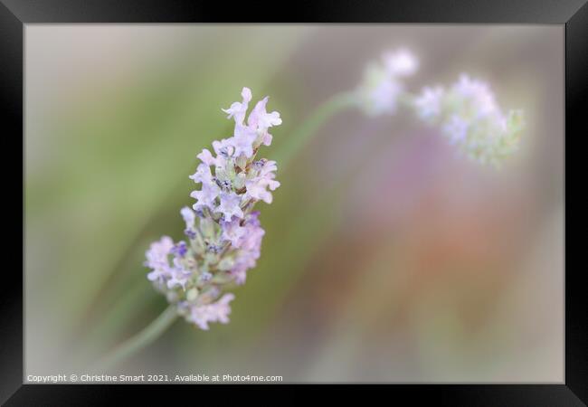 'Lavender Bloom' - Soft Focus Lavender Flowers Framed Print by Christine Smart