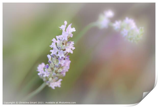 'Lavender Bloom' - Soft Focus Lavender Flowers Print by Christine Smart