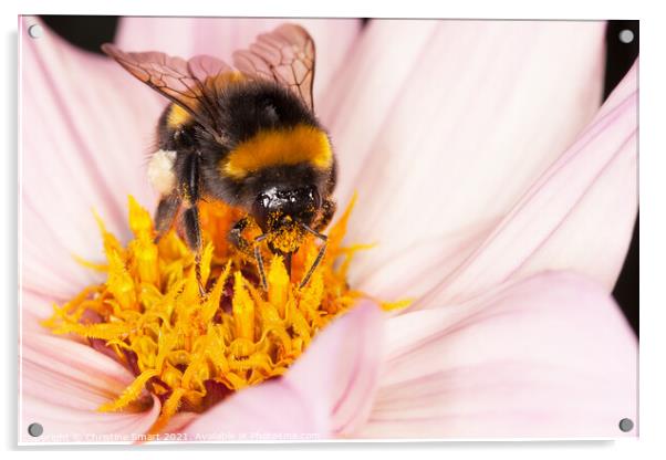 Macro Bumble Bee and Flower / Nature Wildlife Flora / Micro Close Up Insect Pollen Dahlia Acrylic by Christine Smart