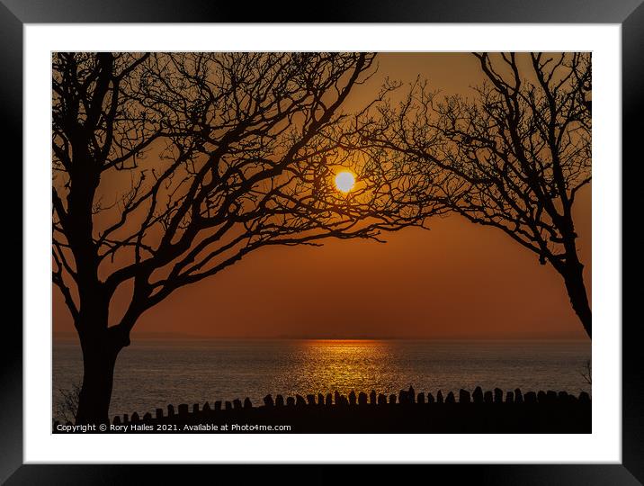 Trees in Silhouette at sunset Framed Mounted Print by Rory Hailes