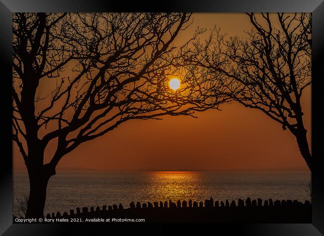Trees in Silhouette at sunset Framed Print by Rory Hailes