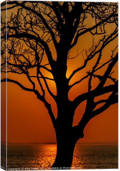 Tree in Silhouette Canvas Print by Rory Hailes