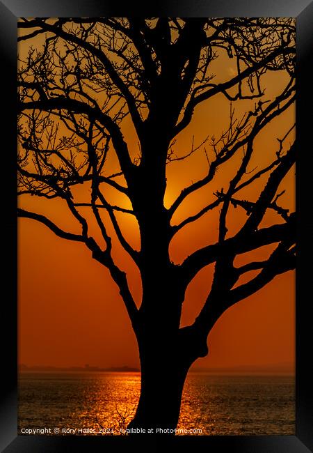 Tree in Silhouette Framed Print by Rory Hailes