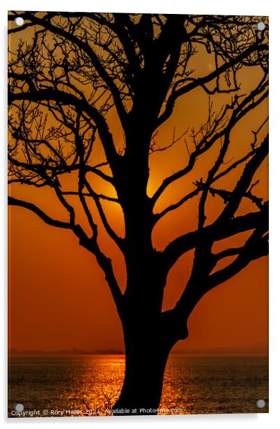 Tree in Silhouette Acrylic by Rory Hailes