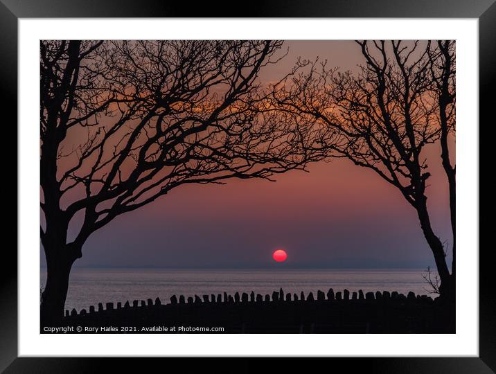 Sunset trees Framed Mounted Print by Rory Hailes