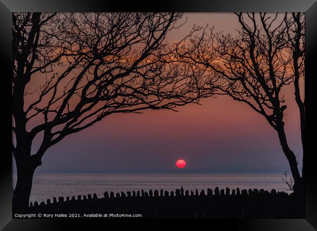 Sunset trees Framed Print by Rory Hailes