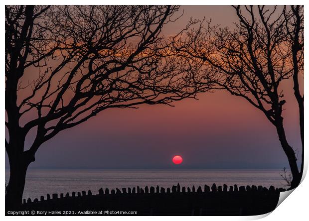 Sunset trees Print by Rory Hailes