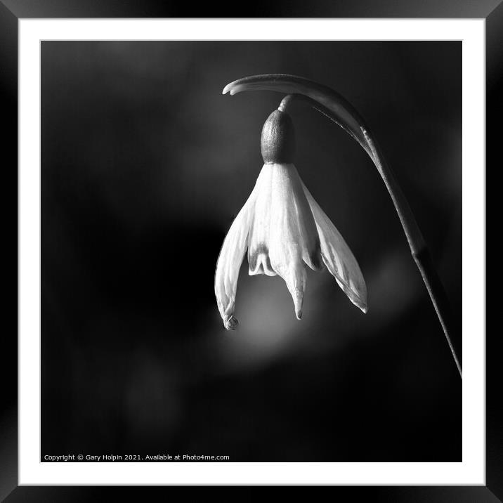Spring snowdrop mono Framed Mounted Print by Gary Holpin