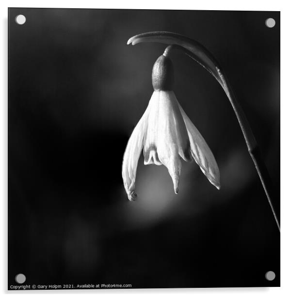 Spring snowdrop mono Acrylic by Gary Holpin