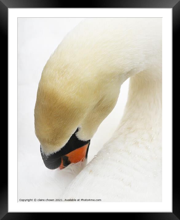 Sleeping Swan in High Key Framed Mounted Print by claire chown